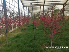 采摘各种绿色有机蔬菜，住舒适宾馆，休闲旅游的好地方