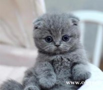 纯种蓝猫幼猫 可上门 可视频 可空运