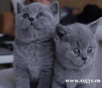 纯种蓝猫幼猫 可上门 可视频 可空运